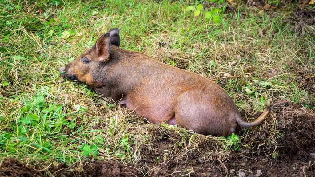 tamworth pig