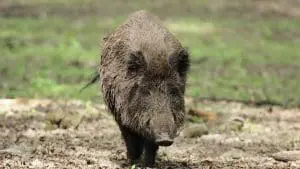 wildboar in pasture
