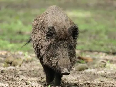 wildboar in pasture