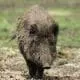 wildboar in pasture