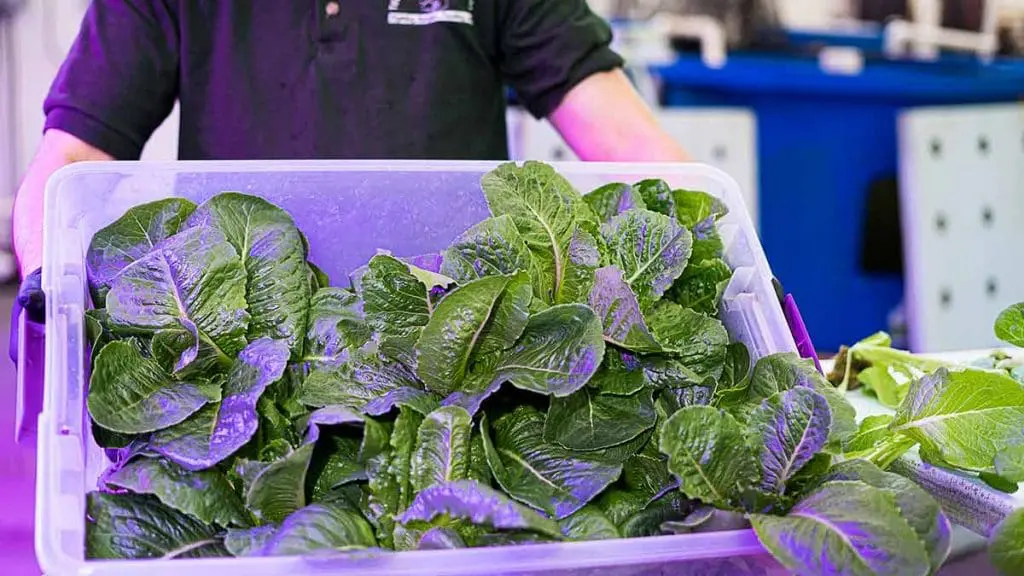 aquaponics warehouse