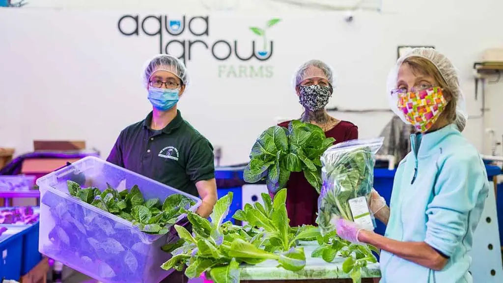 aquaponics growing lettuce