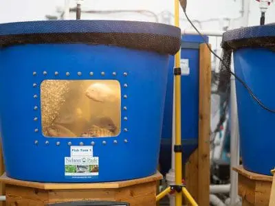 aquagrow aquaponics