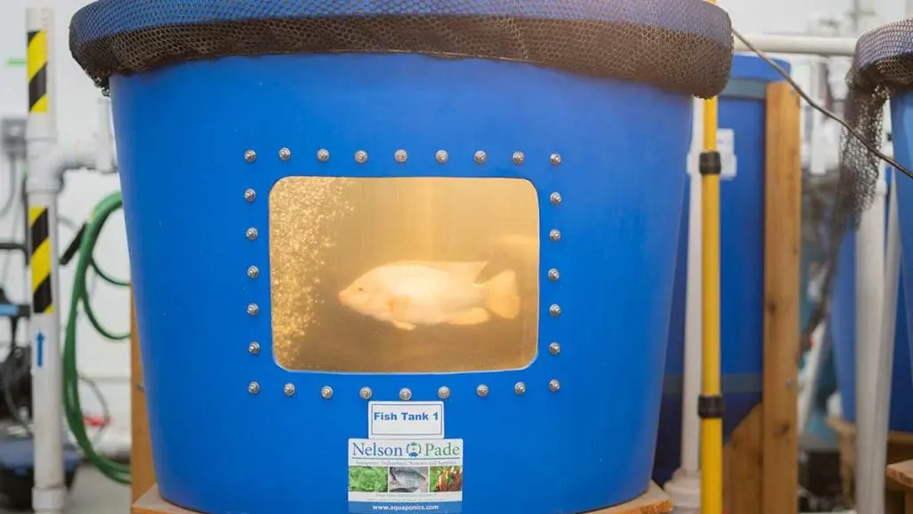 aquaponics tilapia