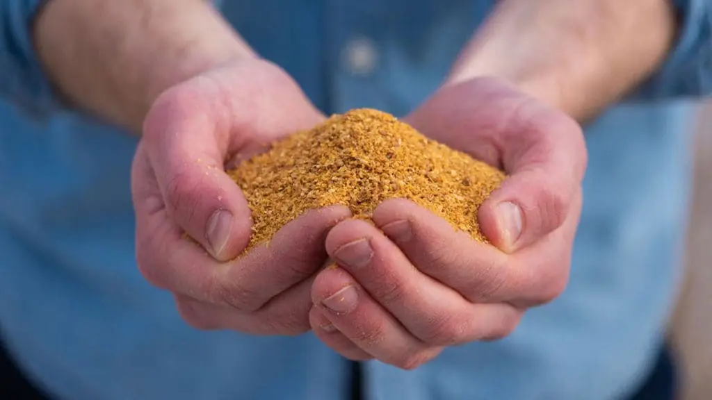 brewers grain