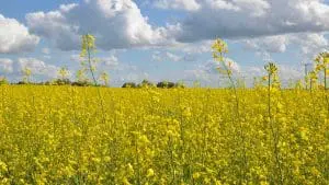 canola field