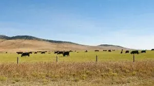 cows in a field