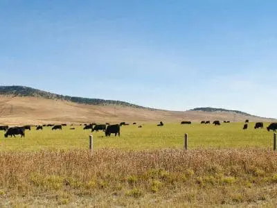 cows in a field