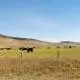cows in a field