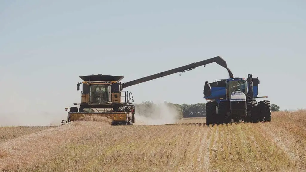harvesting canola