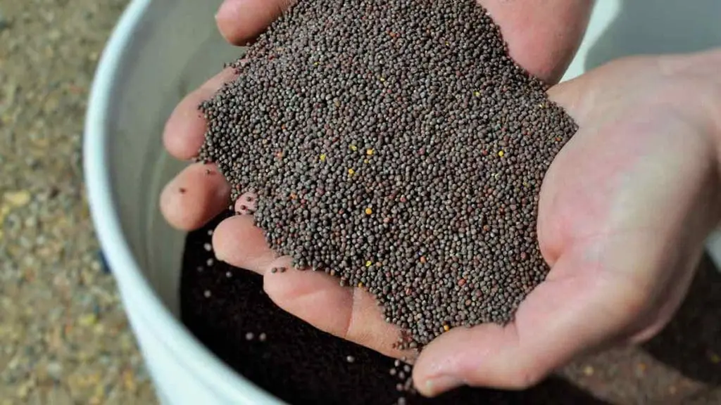 holding canola seed