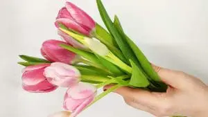 tulips in hands