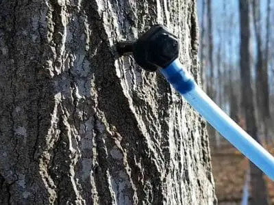 maple syrup spile