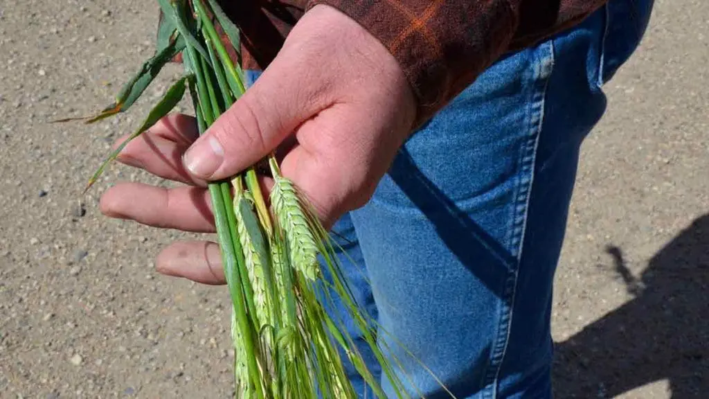barley in hand