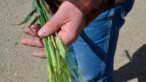 barley in hand