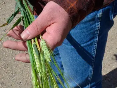 barley in hand