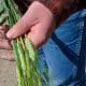 barley in hand