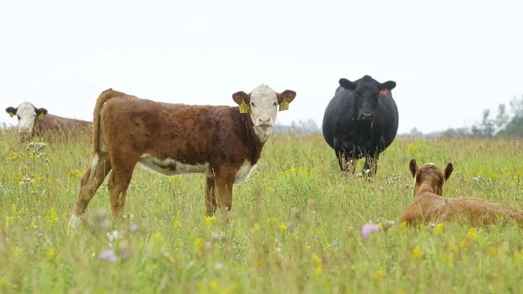 cattle gazing forage