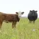 cattle gazing forage