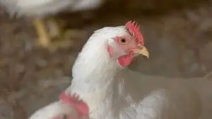 chicken close up