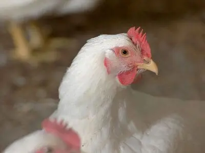 chicken close up
