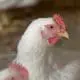 chicken close up