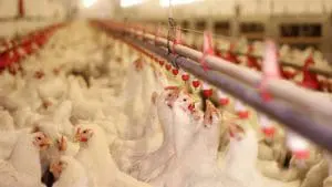 chickens drinking water