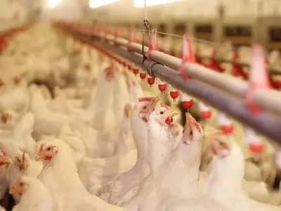 chickens drinking water