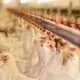 chickens drinking water