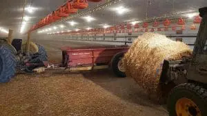 cleaning chicken barn