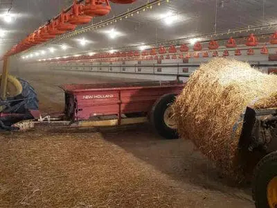 cleaning chicken barn