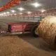 cleaning chicken barn