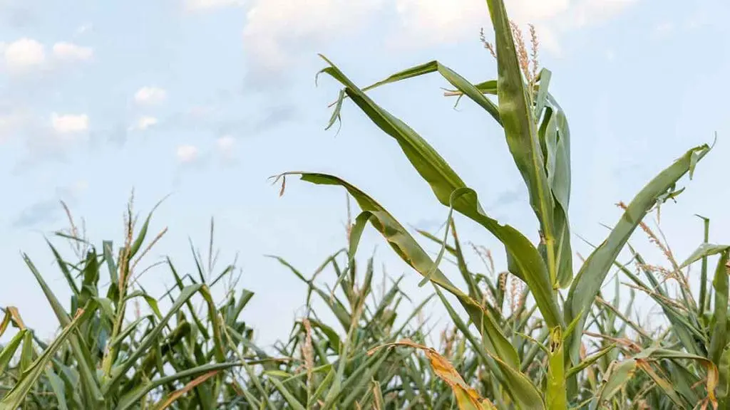 corn plant