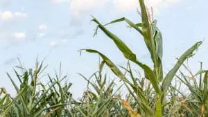 corn plant