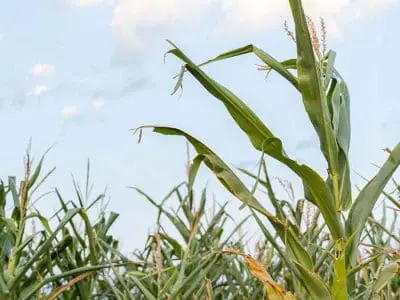 corn plant