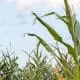 corn plant
