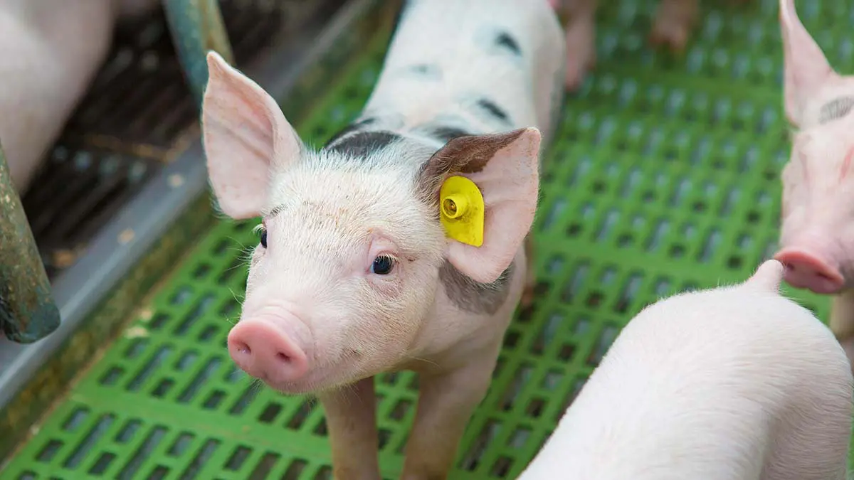 nursery pig