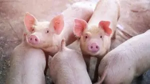 feeder pigs