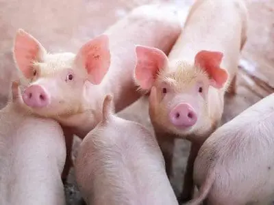 feeder pigs