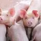 feeder pigs