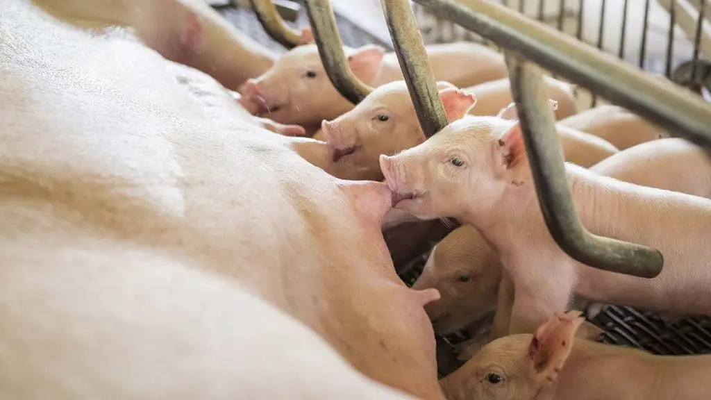 nursing piglets