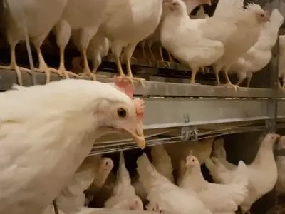 pullet barn