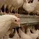 pullet barn