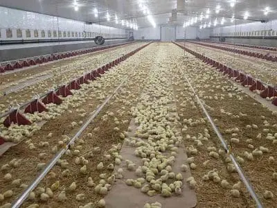 what chickens eat drink