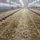 what chickens eat drink