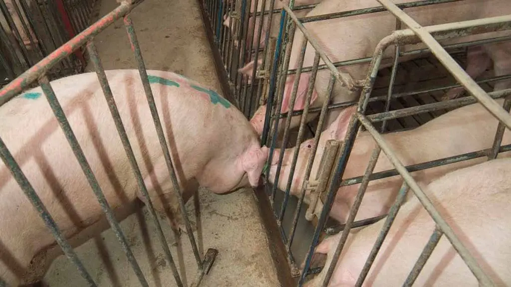 boar and sows