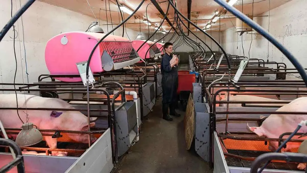 farrowing barn pigs