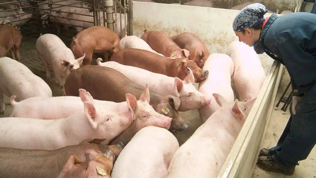 gilts in pen