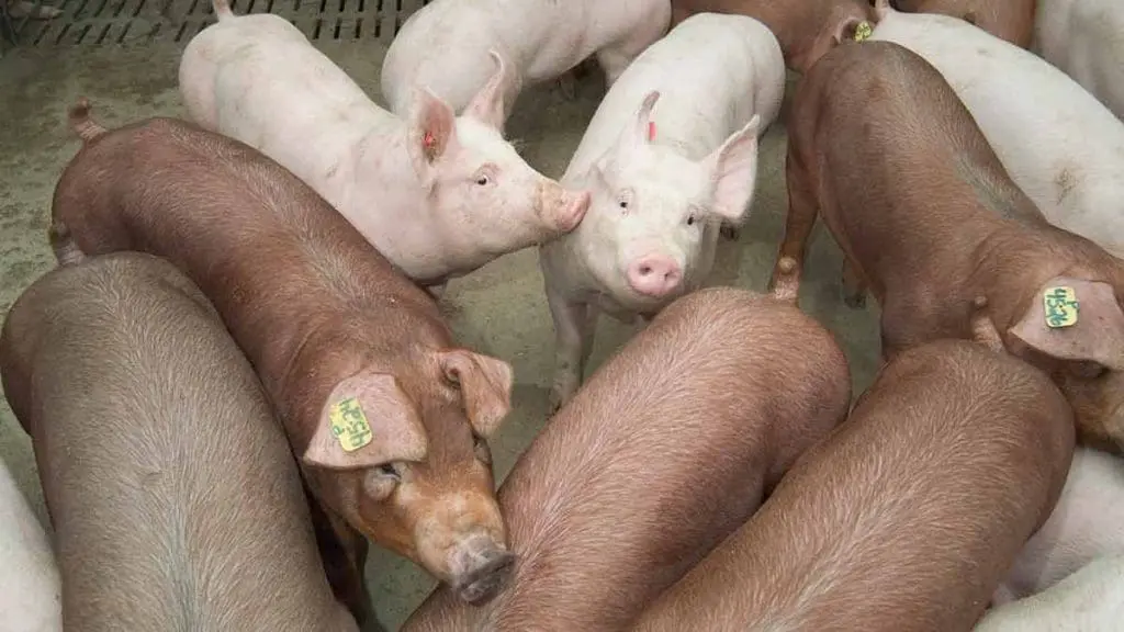 gilts
