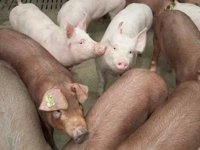 gilts